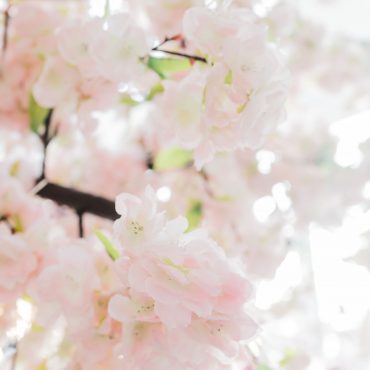 Cherry Blossom Tree Rental